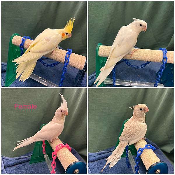 cockatiel-for-sale