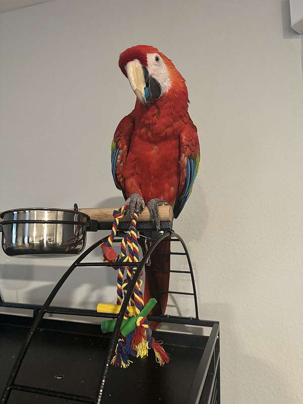 severe-macaw-for-sale