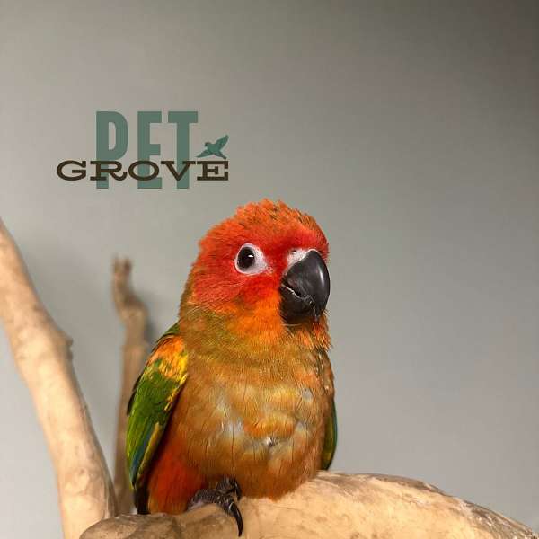 sun-conure-for-sale