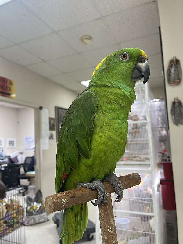 yellow-naped-amazon-parrot-for-sale-in-norcross-ga