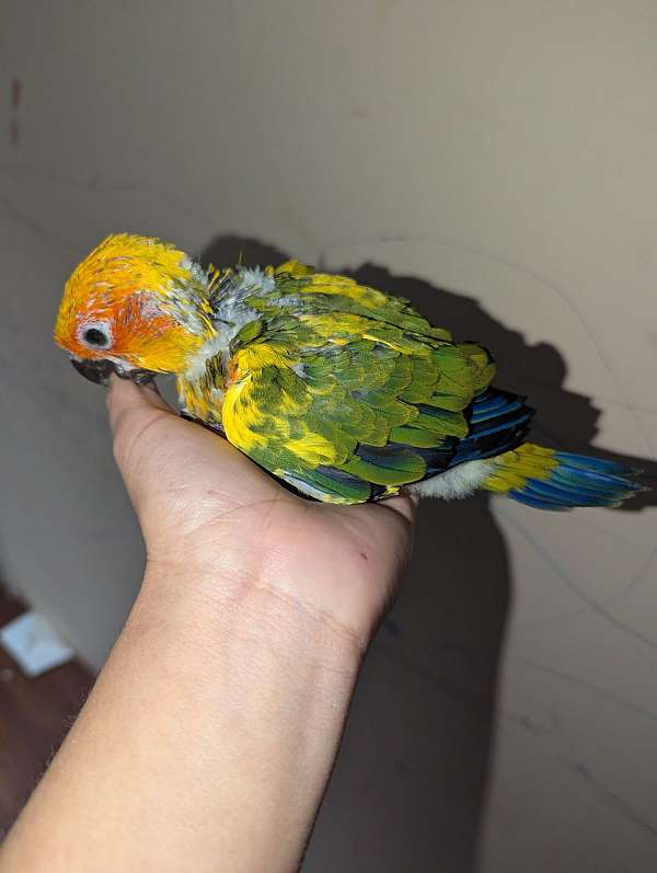 conure-for-sale