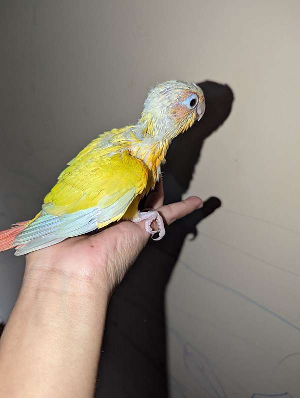 conure-for-sale