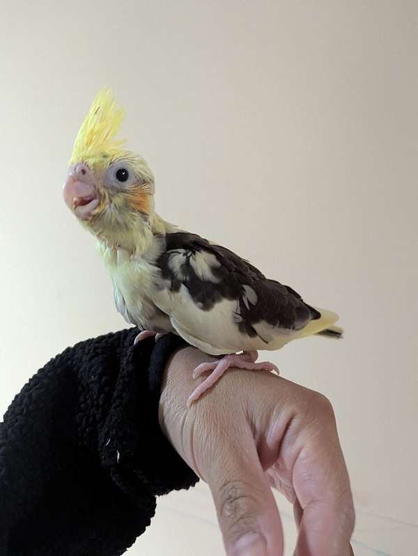 cockatiel-for-sale