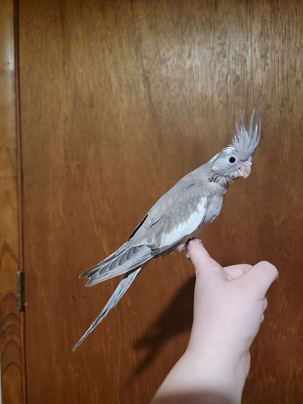 cockatiel-for-sale-in-brunswick-oh