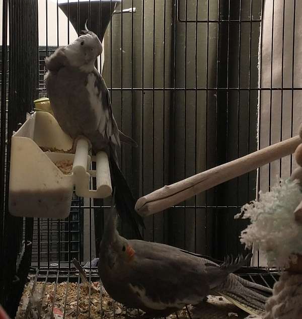 grey-pearl-bird-for-sale-in-freeland-pa