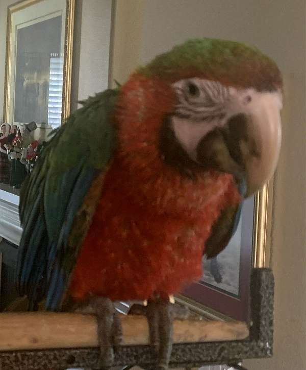 hybrid-macaw-for-sale-in-roseville-ca