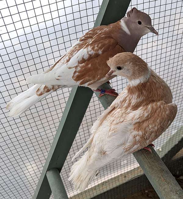 bonded-pair-fancy-ringneck-dove-for-sale