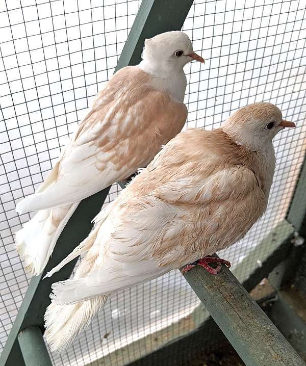 ringneck-dove-for-sale