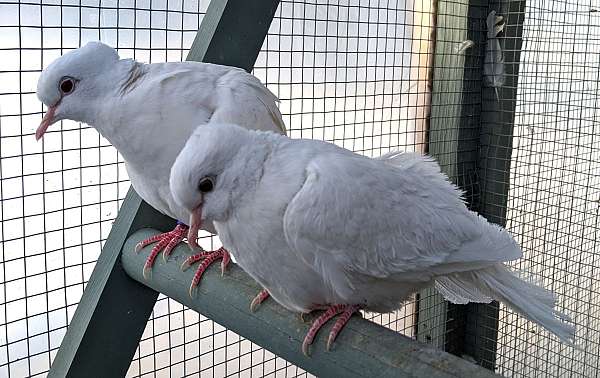 orange-ringneck-dove-for-sale