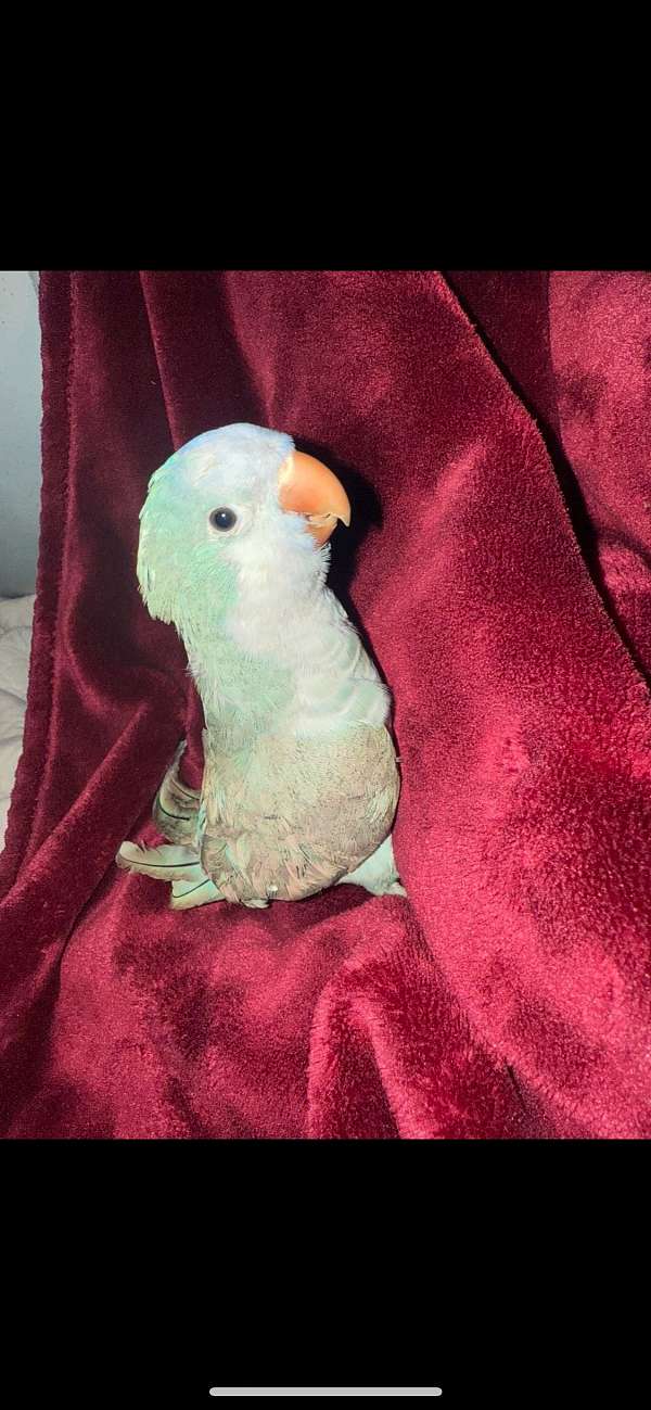 medium-large-conure-parrot-for-sale