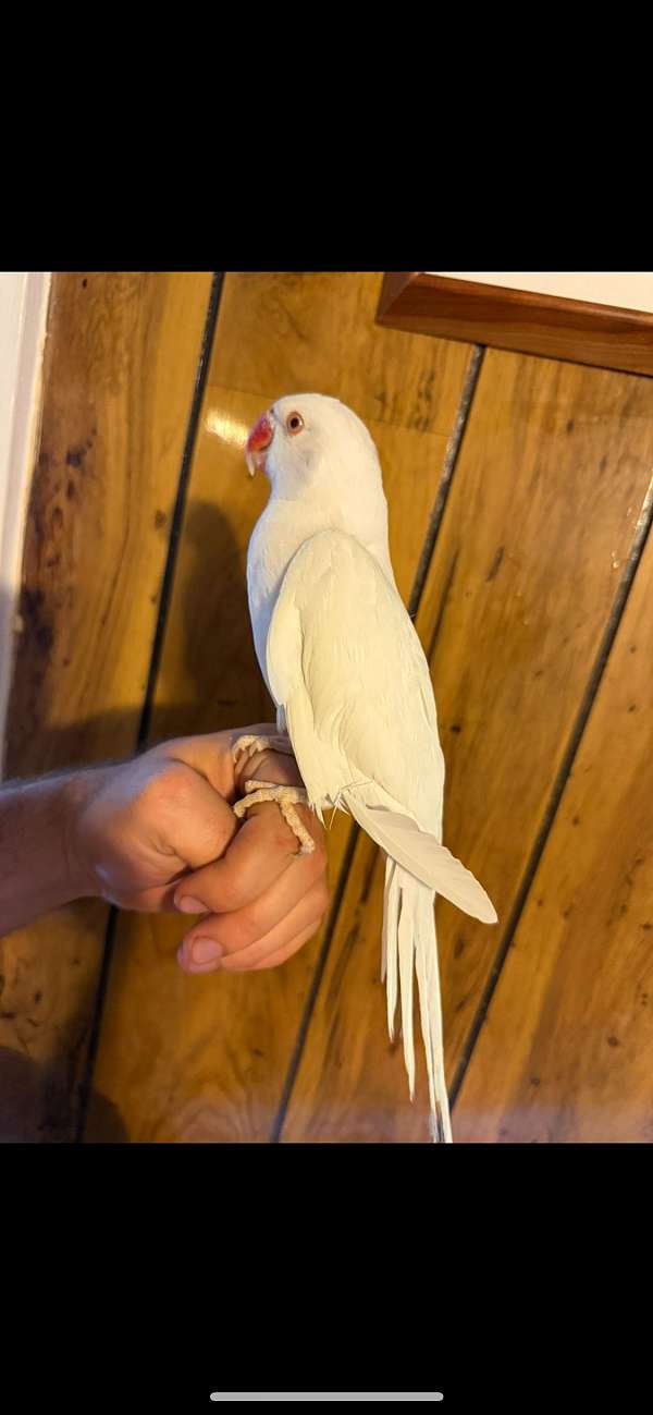 grey-white-conure-parrot-for-sale