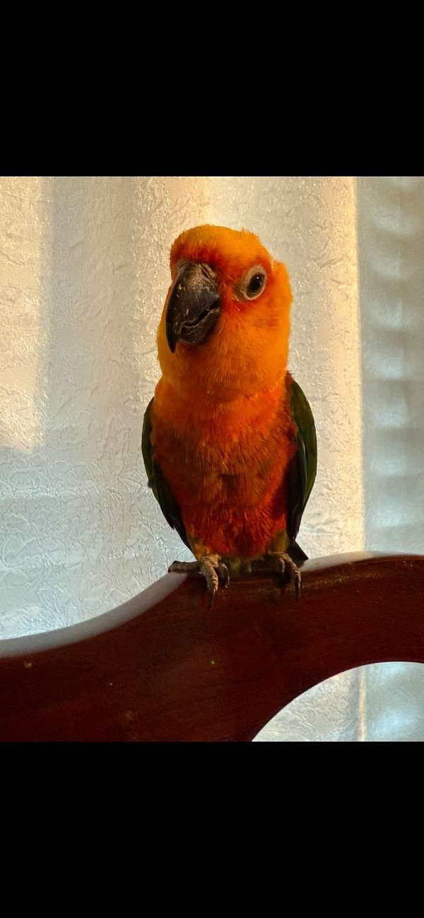 grey-jenday-conure-for-sale