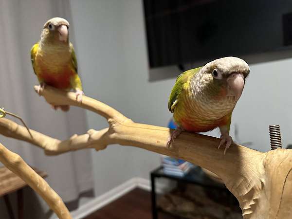 green-cheek-conure-for-sale