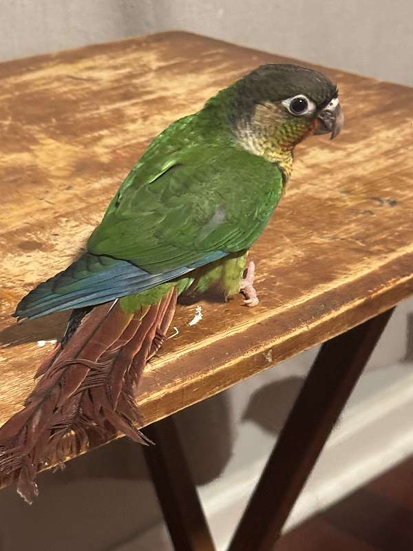 green-cheek-conure-for-sale-in-pennsylvania