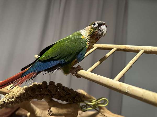 small-green-cheek-conure-for-sale