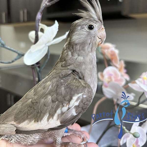 cockatiel-for-sale