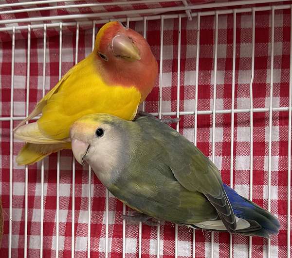 fischers-lovebird-for-sale-in-melbourne-fl