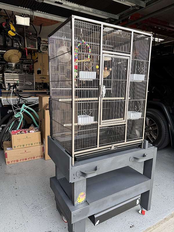 bird-parrot-for-sale-in-melbourne-fl