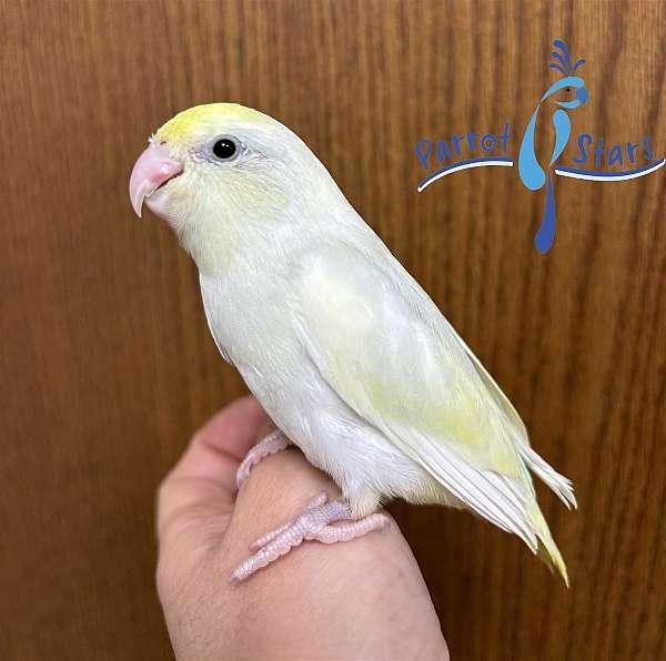 pacific-parrotlet-for-sale