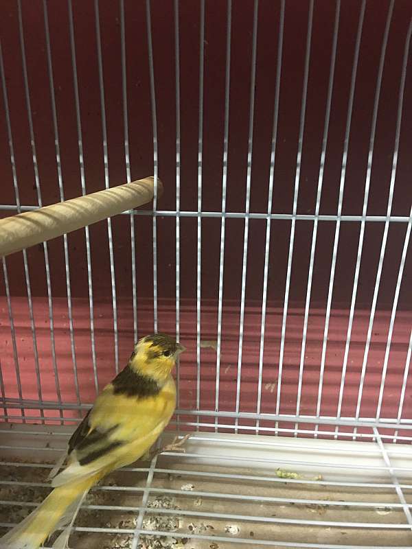 american-singer-canary-for-sale-in-georgia