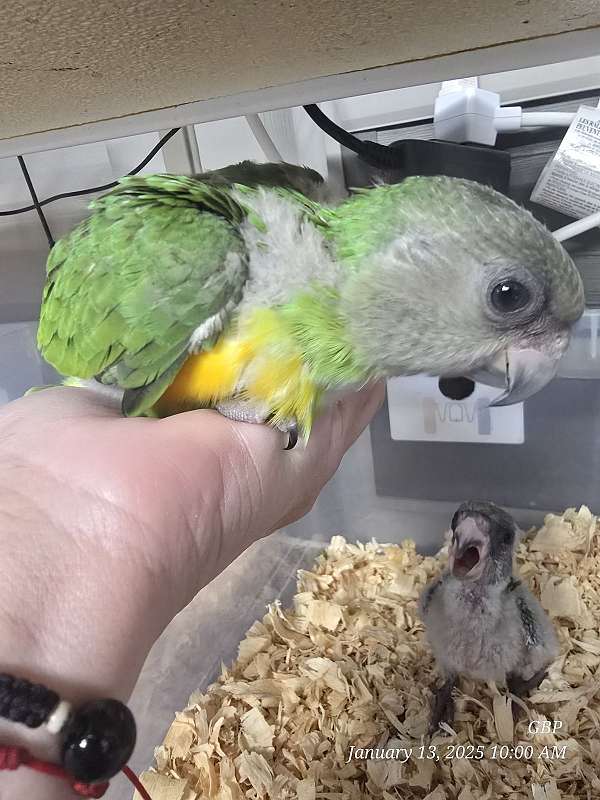 senegal-poicephalus-parrots-for-sale-in-homestead-fl