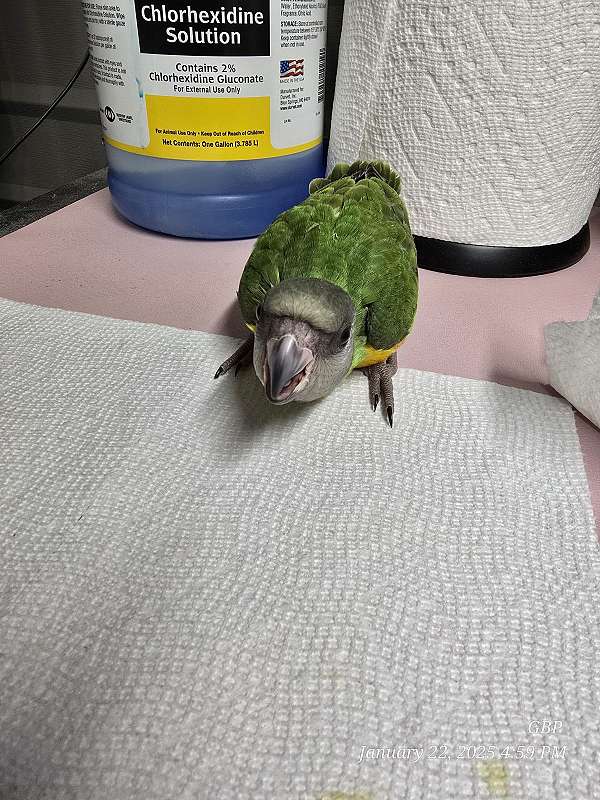 baby-senegal-poicephalus-parrots-for-sale