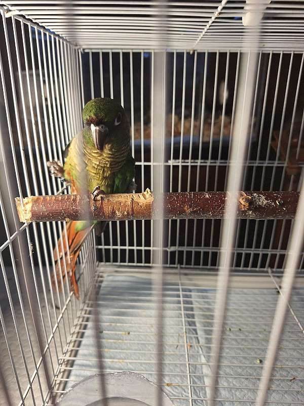 maroon-bellied-conure-for-sale-in-fairhope-al