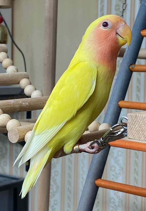 peach-faced-lovebird-for-sale