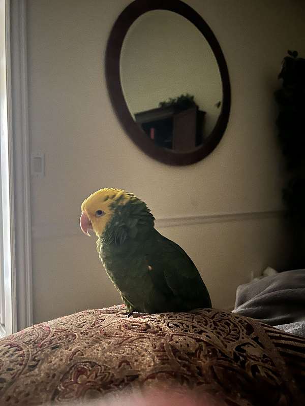 amazon-parrot-for-sale-in-west-palm-beach-fl