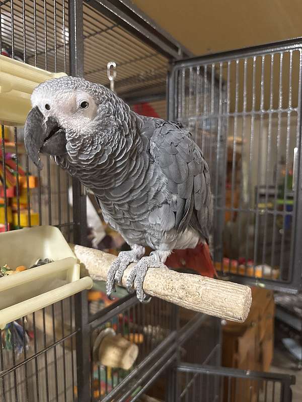 african-grey-parrot-for-sale