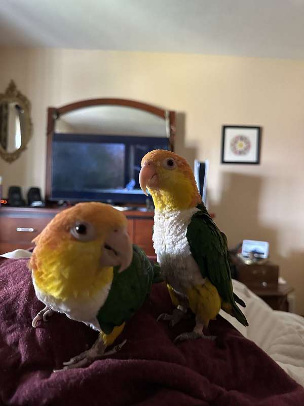 caique-for-sale