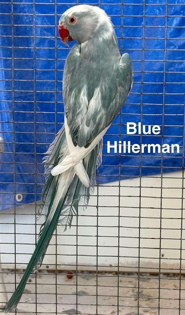 male-female-bird-for-sale-in-hutto-tx