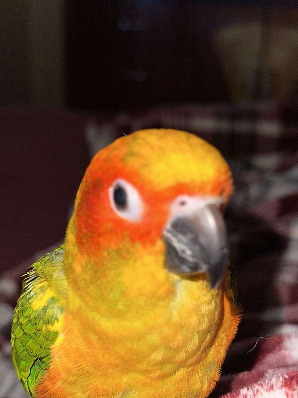 sun-conure-for-sale-in-spokane-wa