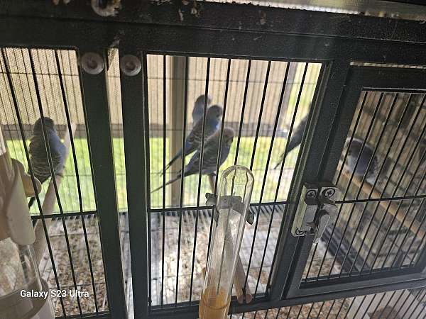 parakeet-for-sale-in-killeen-tx