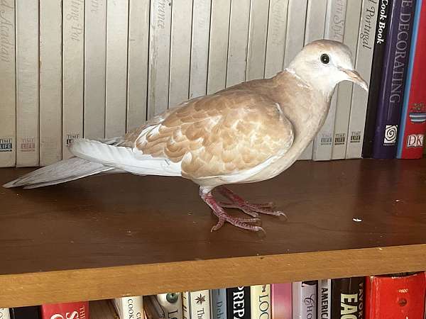 peach-dove-ringneck-dove-for-sale