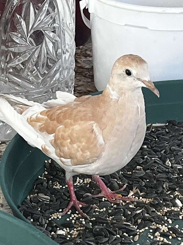 peach-dove-ringneck-dove-for-sale