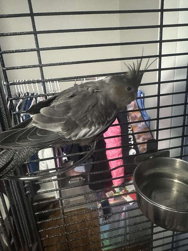 cockatiel-for-sale-in-chicago-il