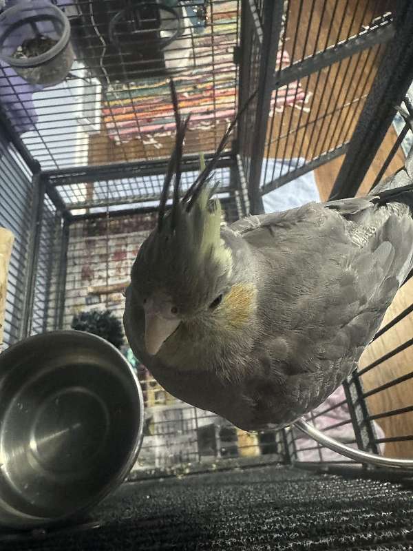 cockatiel-for-sale