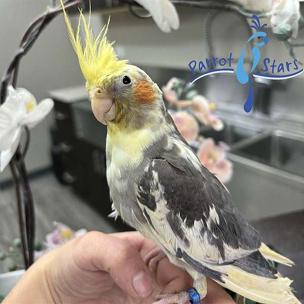 cockatiel-for-sale