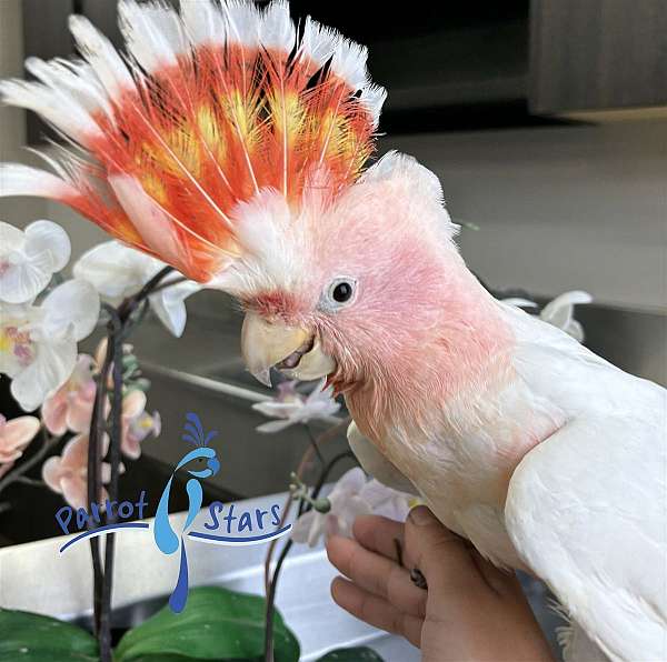 cockatoo-for-sale