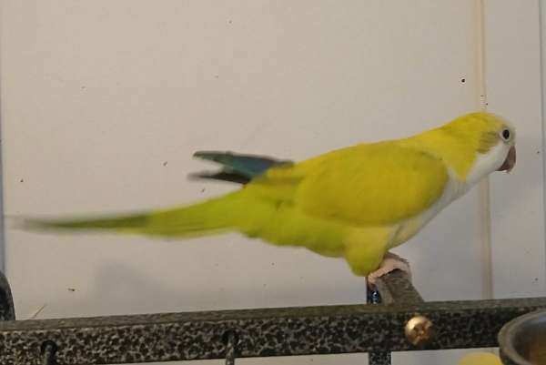 quaker-parrots-for-sale