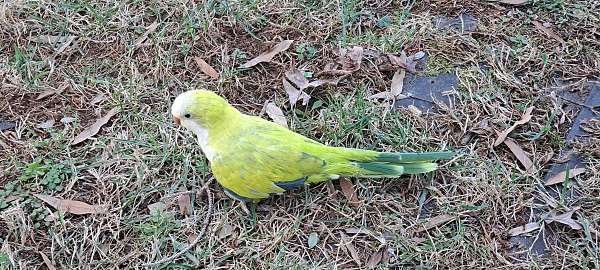 quaker-parrots-for-sale