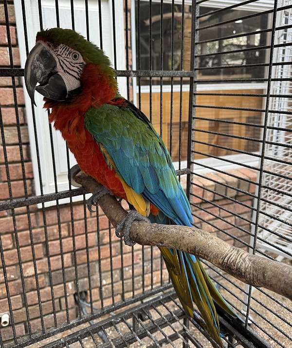 exotic-quiet-caique-for-sale