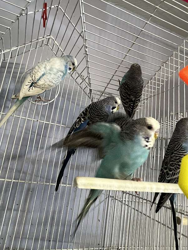 budgerigar-parakeet-for-sale