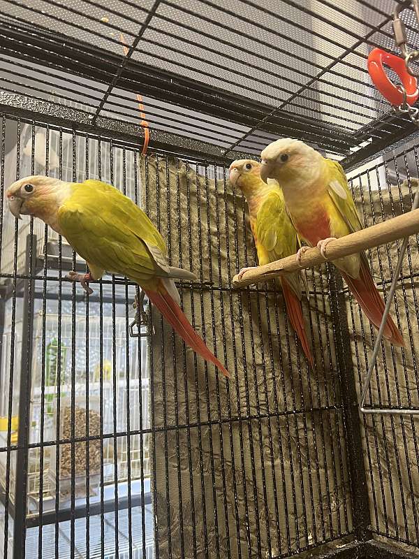 conure-for-sale