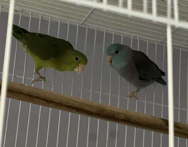 parrotlet-for-sale