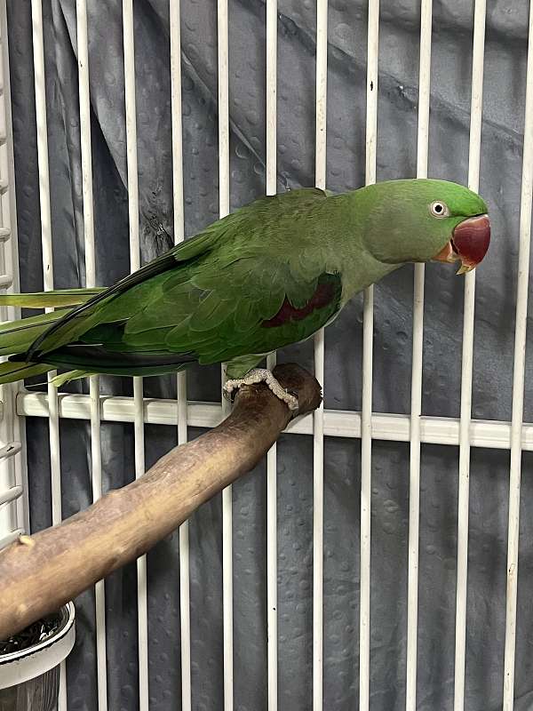 alexadrine-parakeet-for-sale