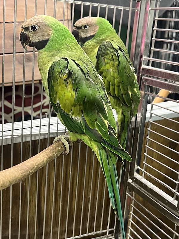 alexadrine-parakeet-for-sale