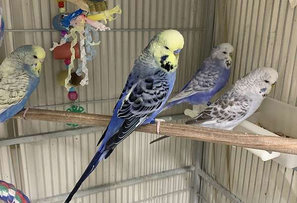 parakeet-for-sale