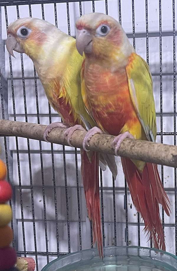 green-cheek-conure-for-sale